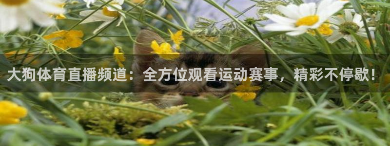 永盈彩票官网登录下载app,：大狗体育直播频道：全方位观看运动赛事，精彩不停歇！